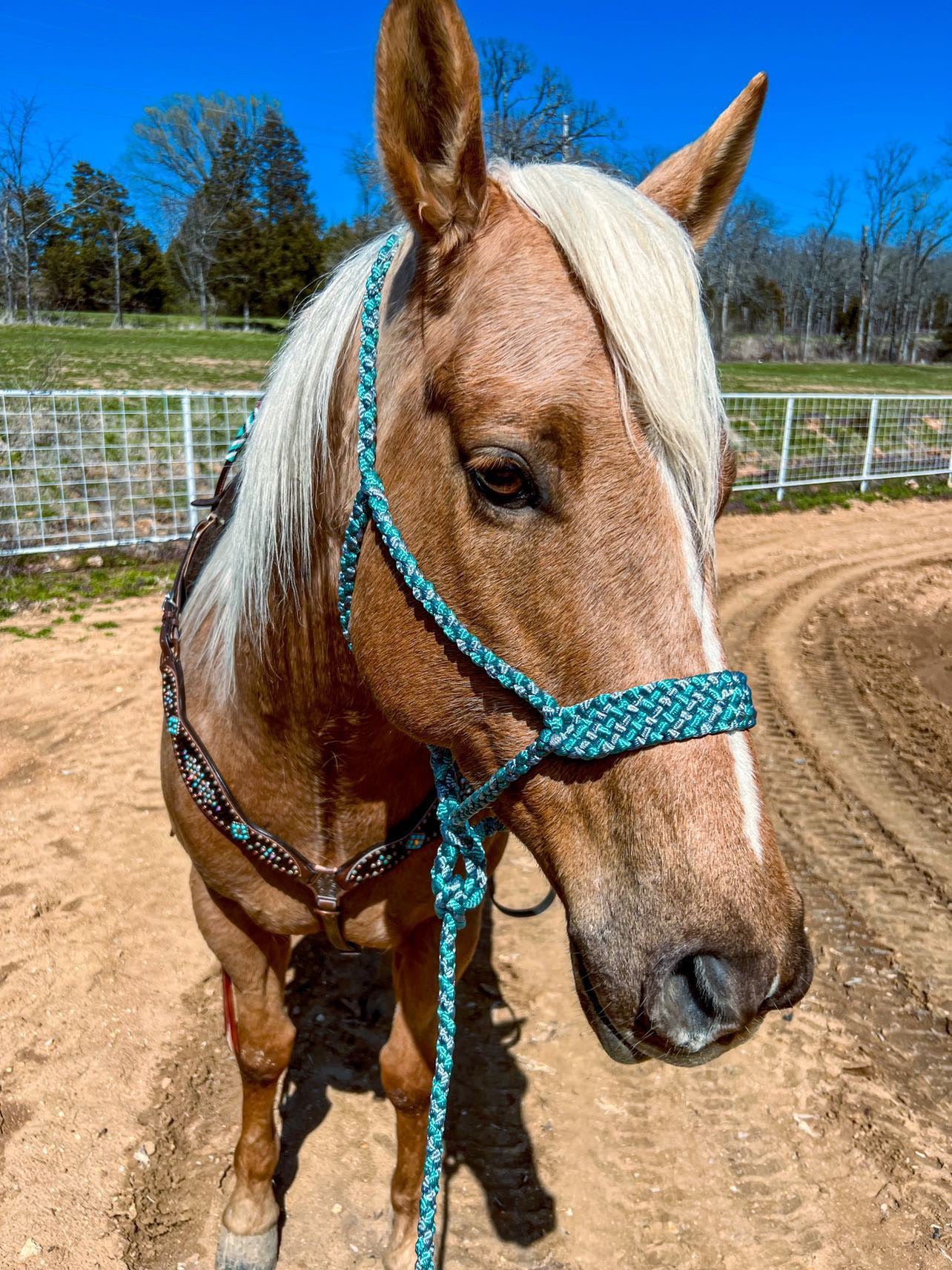 Two Color MuleTape Halter + Lead