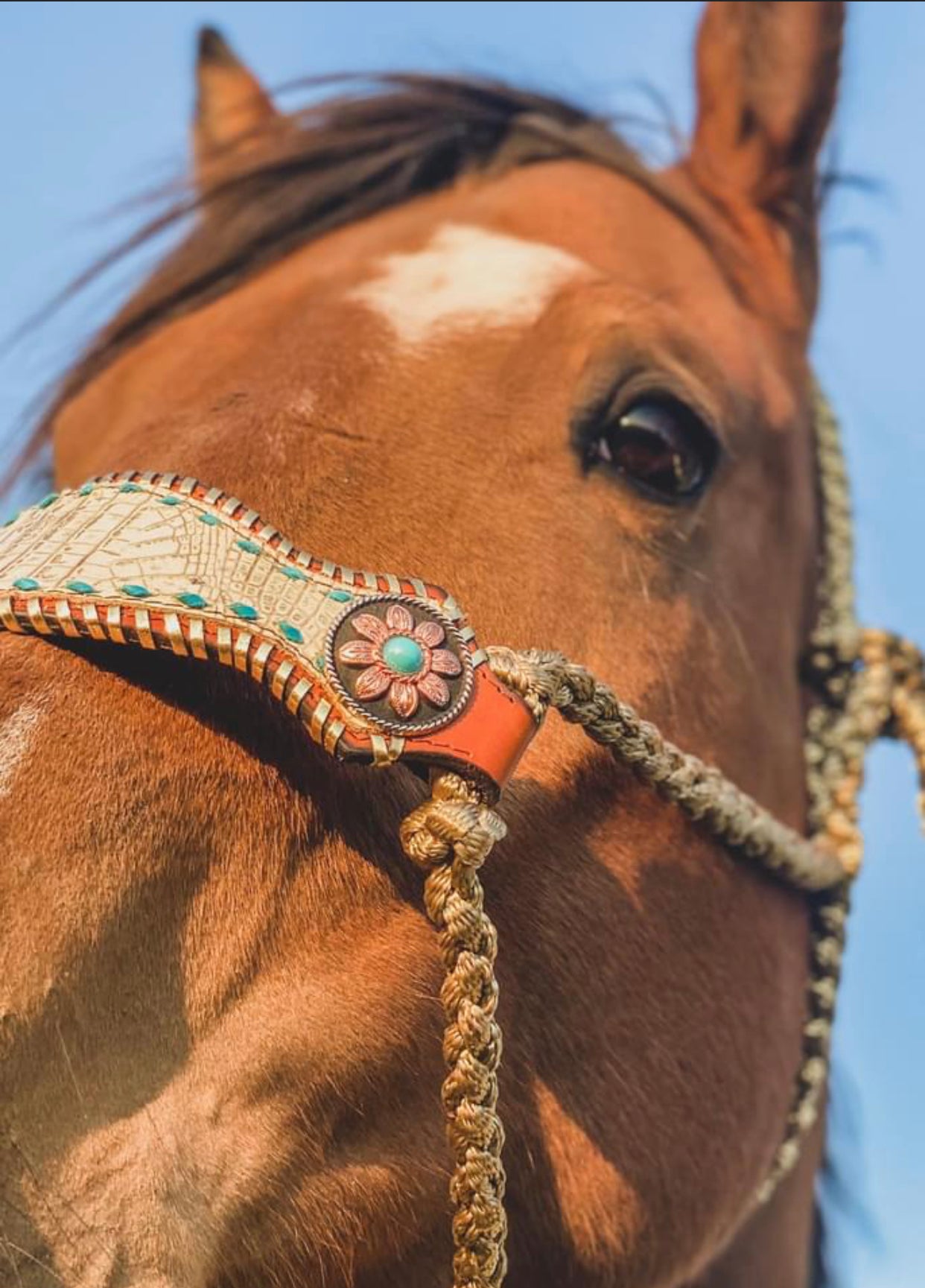 No-Nose | Bronc Muletape Halter + Lead