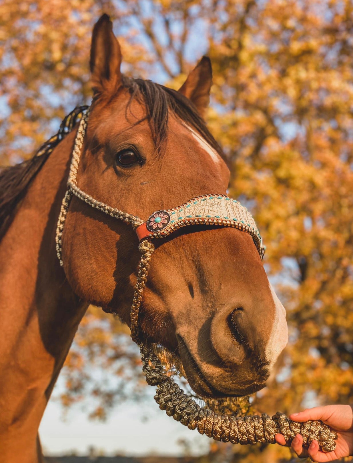 No-Nose | Bronc Muletape Halter + Lead