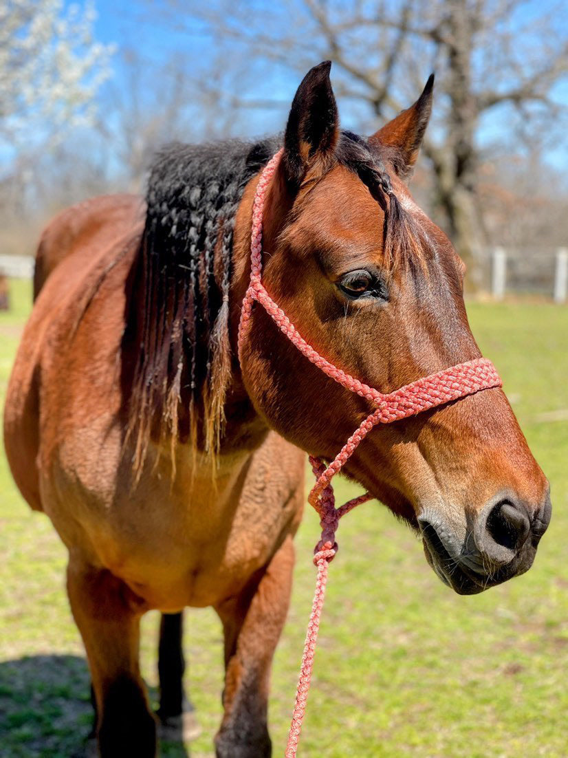 One Color MuleTape Halter + Lead