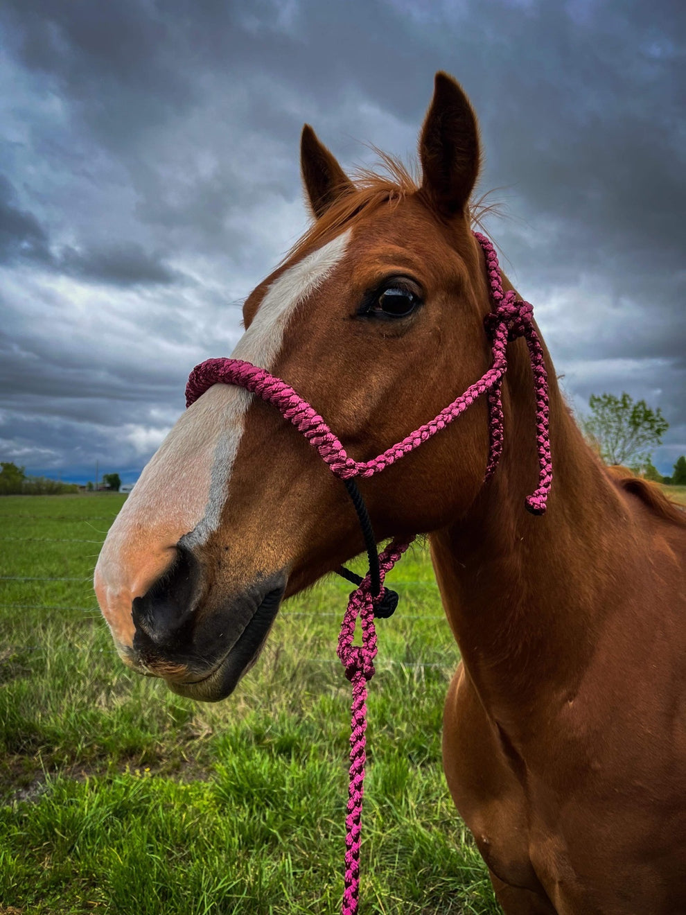 Lariat Stiff Rope Training MuleTape Halter + Lead LMBTack