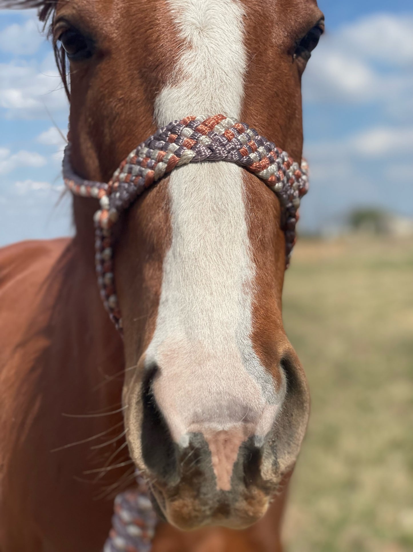 Three Color MuleTape Halter + Lead