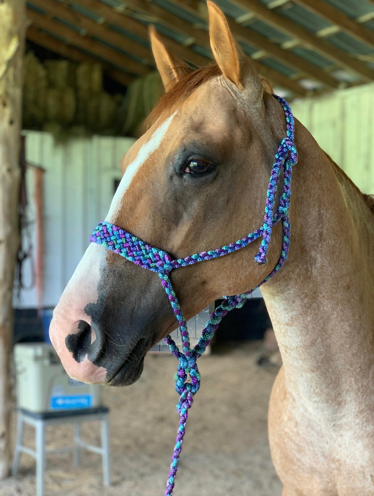 Four Color MuleTape Halter + Lead